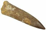 Fossil Plesiosaur (Zarafasaura) Tooth - Morocco #298292-1